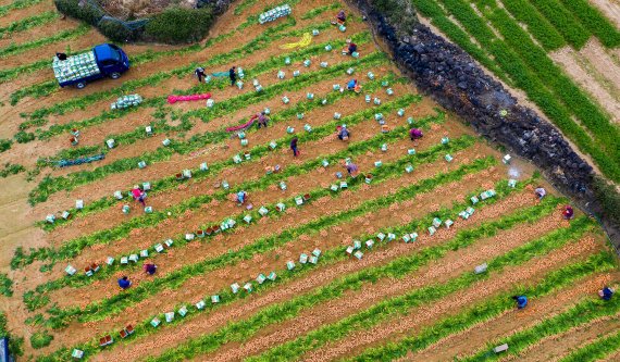 [fn포토] 베타카로틴의 보고…'제철' 제주산 당근 수확 한창