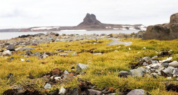 남극에서 꽃 피는 식물로 오래전부터 알려진 남극좀새풀. 극지연구소 제공