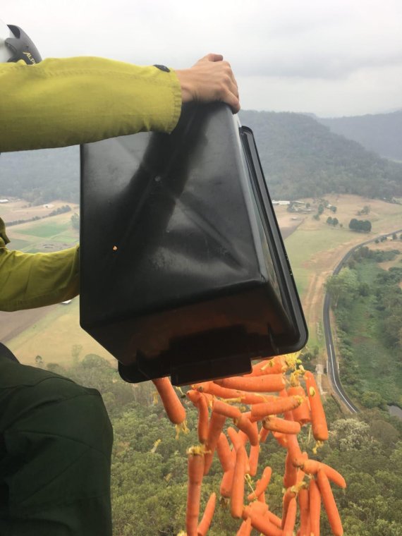 호주 하늘 뒤덮은 '당근, 고구마'.. 야생동물 위해 2200kg 투하
