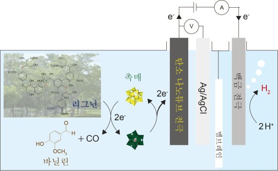 [연구그림] 리그닌 분해를 통한 부산물 생산과 수소 발생 반응의 모식도 /사진=UNIST