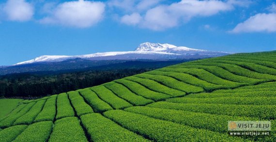 제주차밭(다원) [사진=제주관광공사]