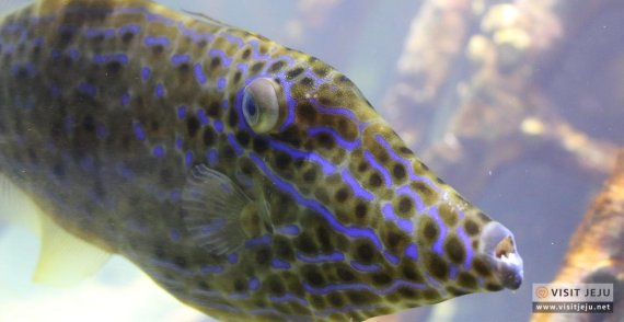 [제주의 맛] 쫄깃쫀득·탱탱…씹는 맛 일품 생선, 객주리