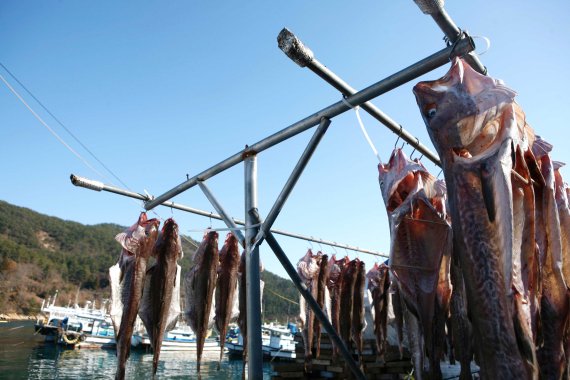 경남 거제 외포항 포구의 대구