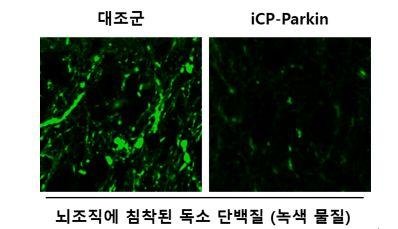 단백질 응집체 유도 파킨슨병 랫트 동물모델에서 'iCP-Parkin'의 파킨슨병 치료 효능. 사진=셀리버리
