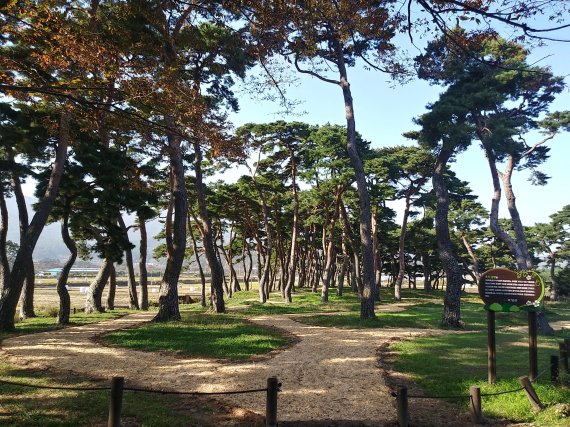 전남도가 2월에 방문해야 할 남도의 아름다운 명품숲으로 선정한 '보성 웅치면 용반리 마을 전통숲' 전경