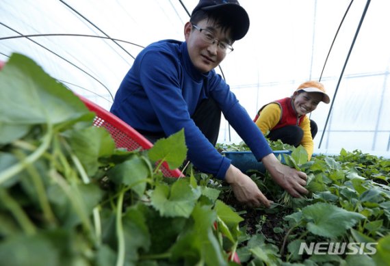 [산청=뉴시스] '산나물의 왕' 산청 취나물 본격 수확.