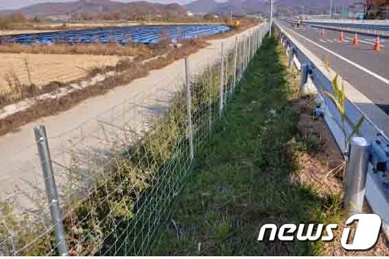 아프리카돼지열병 확산을 막기 위해 정부가 설치한 야생멧돼지 차단 광역 울타리/사진=뉴스1