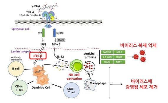 폴리감마글루탐산의 항바이러스 작용 기전 (제공: 바이오리더스)