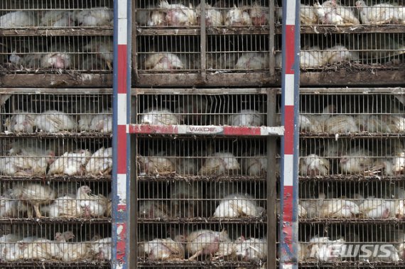 [올댓차이나] 중국, 미국산 닭고기 수입금지 조치 철회