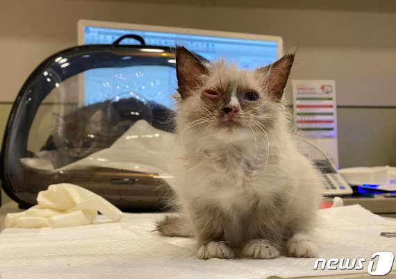 17일 오전 부산 해운대구 한 동물메디컬센터에서 치료를 받고 있는 새끼 고양이. 2020.2.17/뉴스1 © News1 여주연 기자