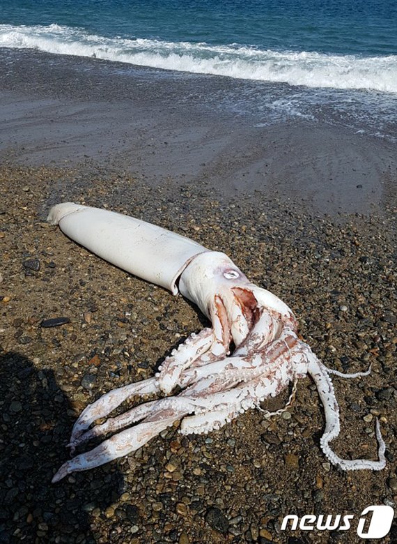 포항 해변서 길이 3m 대왕오징어 죽은 채 발견