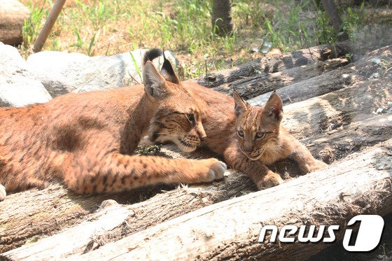 전주동물원에 천연기념물 보존관 만든다…올빼미, 소쩍새, 칡부엉이 등 50종