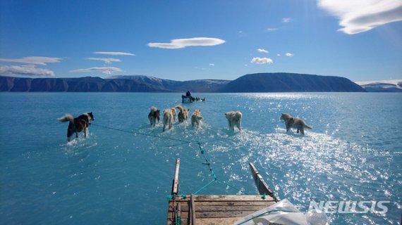2019년 6월 북극과 가까운 그린란드에서 두꺼운 얼음층의 윗부분이 녹으면서, 썰매개들이 발목 깊이의 물 속을 지나고 있다. 이 사진은 덴마크기상연구소의 스테펜 올센 연구원이 그린란드 북쪽에 설치해놓은 장비를 수거하러 가던 중 찍은 것이다. 뉴시스