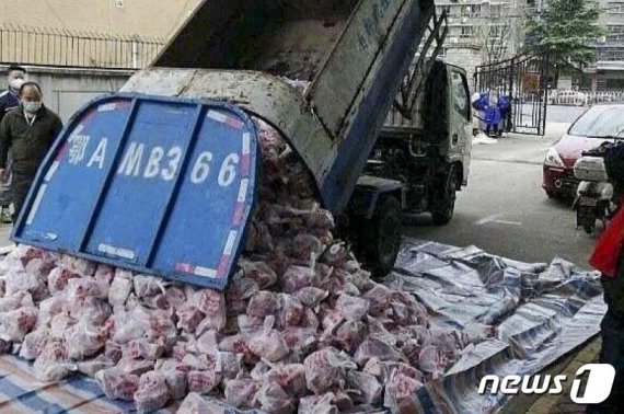 쓰레기 트럭에서 돼지고기들이 하역되고 있다(출처: 중국 웨이보). © 뉴스1