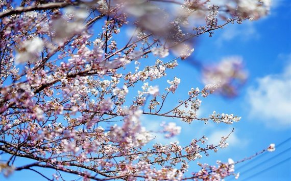 [fn포토] 코로나19 한파에도 花들짝 핀 제주도 왕벚꽃