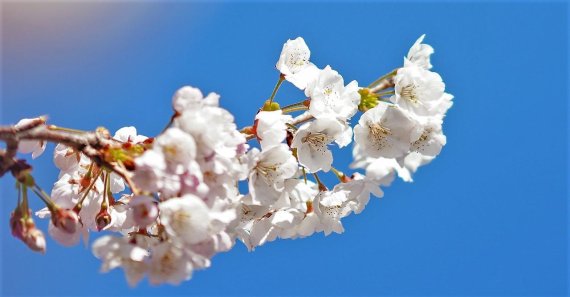 [fn포토] 코로나19 한파에도 花들짝 핀 제주도 왕벚꽃