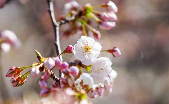 [fn포토] 코로나19 한파에도 花들짝 핀 제주도 왕벚꽃