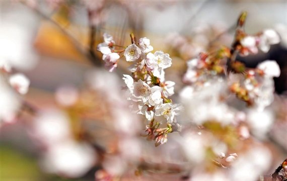 [fn포토] “코로나19에 제주 봄꽃축제는 취소 됐지만…”