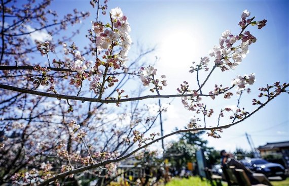 [fn포토] “코로나19에 제주 봄꽃축제는 취소 됐지만…”