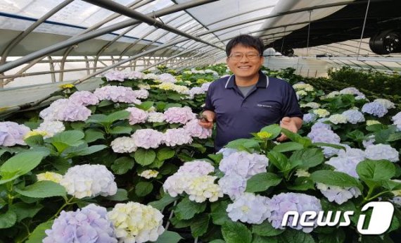수국 등을 재배해 연 10억원 이상 매출을 올리는 김양석 그린화훼법인 대표. /© 뉴스1