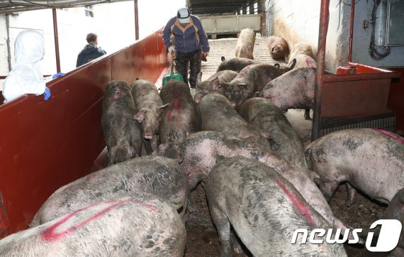 홍성군은 충남도내 최대 돼지 사육시설로 악취 민원이 끊이지 않던 사조농산을 ‘악취배출시설 신고시설’로 지정·고시 했다고 16일 밝혔다./뉴스1 ©