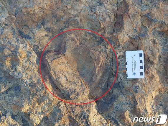 부산 해안가서 발견된 '발자국 화석'.. 주인공의 정체