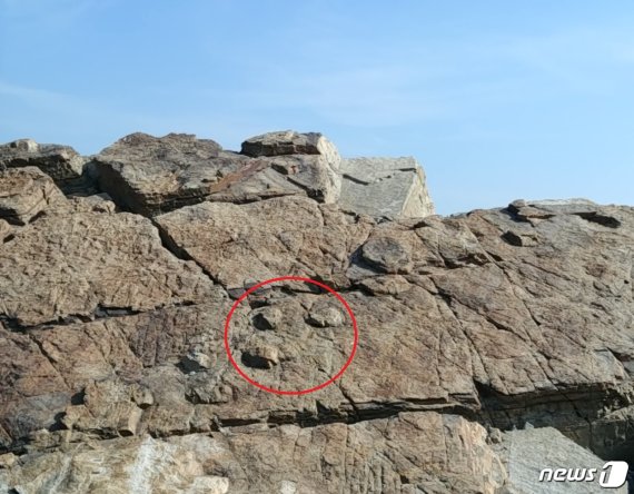 부산 해안가서 발견된 '발자국 화석'.. 주인공의 정체