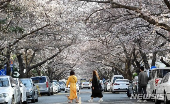 신종 코로나바이러스 감염증(코로나19)이 확산 중인 22일 부산 수영구 남천동의 한 아파트 단지에서 벚꽃이 활짝 펴 시민들이 눈길을 사로잡고 있다. 뉴시스