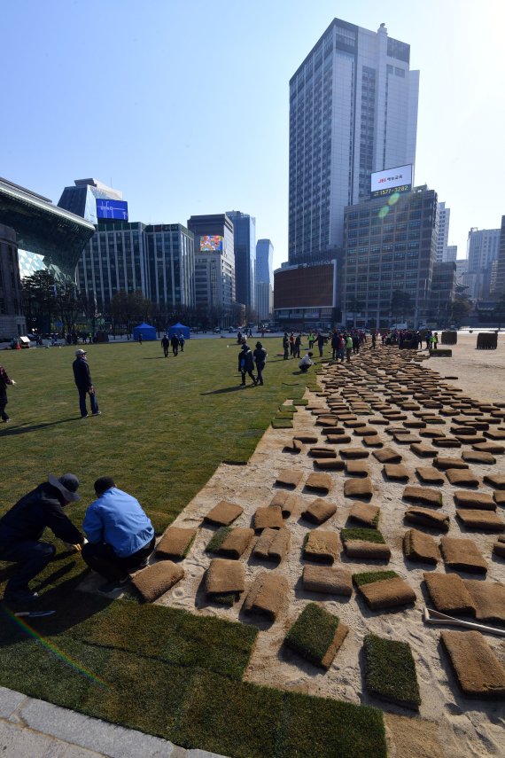 서울시 관계자들이 23일 오전 서울 세종대로 서울광장에서 잔디 식재 작업을 하고 있다. 사진=서동일 기자