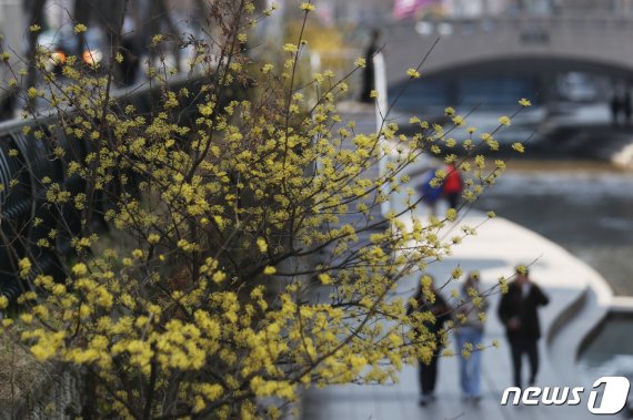 전국이 맑고 포근한 봄 날씨를 보인 23일 서울 청계천에 산수유가 활짝 피어있다. 뉴스1