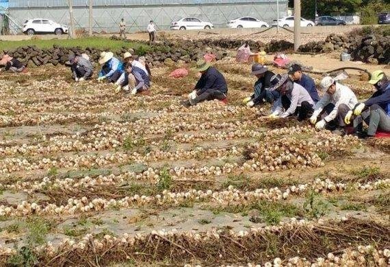 마늘 수확 일손돕기에 나선 서귀포시 공무원들. 2019.05.26 /fnDB