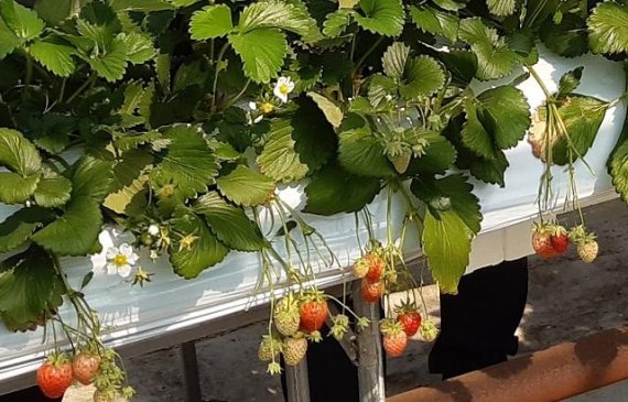 25일 강릉시는 강릉에서 생산된 딸기가 러시아 수출로 농가에 활력을 주고 있다 고 밝혔다. 사진=강릉시 제공