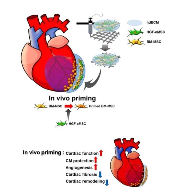 손상된 심근에 이식하는 새로운 치료법인 '인 비보 프라이밍'(in vivo priming). 사진=포스텍 제공