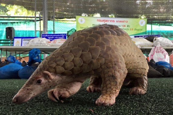 FILE PHOTO: A pangolin walks during a news conference after Thai customs confiscated live pangolins, in Bangkok, Thailand August 31, 2017. REUTERS/Prapan/File Photo /REUTERS/뉴스1