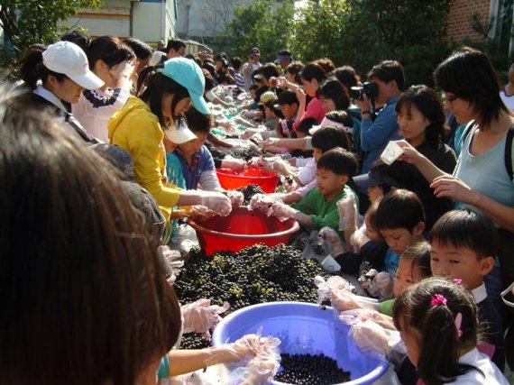 파주시 적성면 한배미 마을 머루체험. 사진제공=파주시