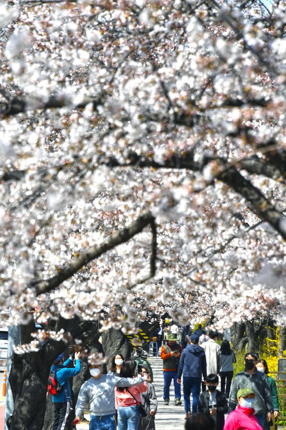 마스크를 쓴 시민들이 휴일인 29일 오후 서울 여의서로 벚꽃길을 걷고 있다. 영등포구는 내달 1일부터 국회의사당 뒤편 여의서로 차도 통제, 내달 2일부터는 보행로를 전면 폐쇄한다고 밝혔다. 사진=서동일 기자