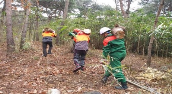 공공 산림분야 근로자들이 산림바이오매스 수집을 하고있다.