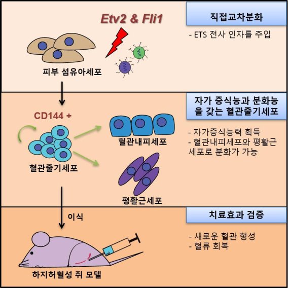 [연구그림] 혈관줄기세포 제작과 동물실험에서 치료 효과 검증 /사진=UNIST