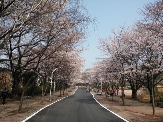 인천시, 벚꽃 축제 취소·봄꽃 명소 폐쇄