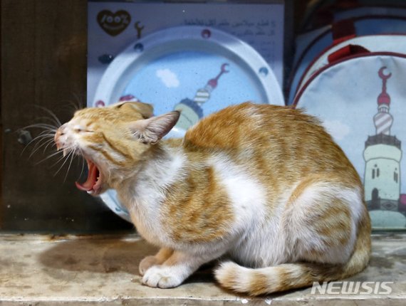 "고양이끼리 코로나19 전염 가능" 중국 연구진