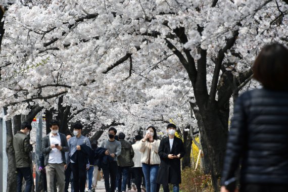 1일 오후 시민들이 국회의사당 뒤편 여의서로 벚꽃길을 걷고 있다. 서울 영등포구는 코로나19 확산 방지를 위해 여의도 벚꽃축제를 취소하고 여의서로(윤중로) 차로는 1일부터 11일까지, 보행로는 2일부터 10일까지 통행을 전면 금지한다. 사진=서동일 기자