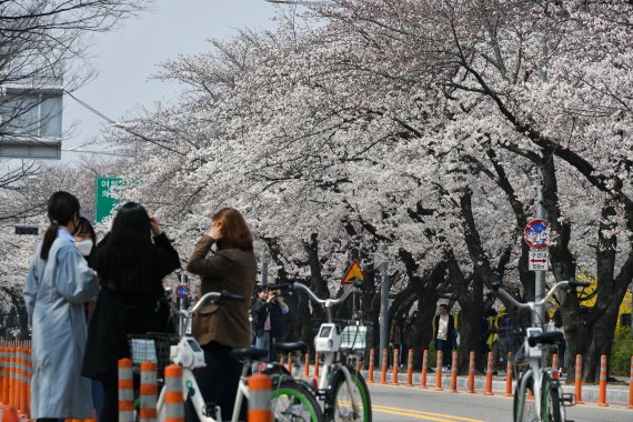 1일 오후 시민들이 국회의사당 뒤편 여의서로 벚꽃길을 걷고 있다. 서울 영등포구는 코로나19 확산 방지를 위해 여의도 벚꽃축제를 취소하고 여의서로(윤중로) 차로는 1일부터 11일까지, 보행로는 2일부터 10일까지 통행을 전면 금지한다. 사진=서동일 기자