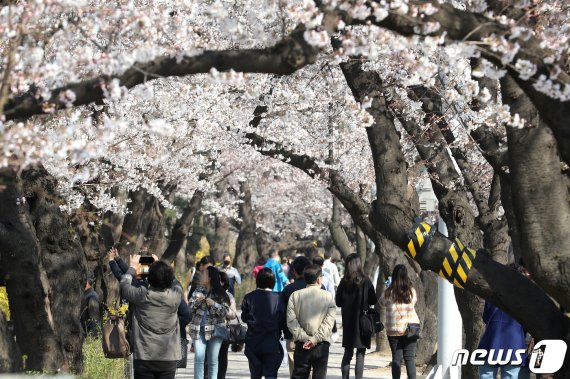 코로나19 확산을 예방하기 위한 정부의 사회적 거리두기 권고에도 불구하고 마스크를 쓴 시민들이 지난달 30일 오후 서울 영등포구 국회 뒤편 여의서로 벚꽃길을 걷고 있다. /사진=뉴스1