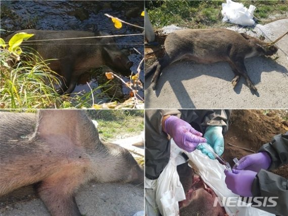 경기도 연천군 왕징면 강서리에서 발견된 멧돼지 폐사체와 폐사체 시료 채취(하단 오른쪽)를 하는 모습. /사진=뉴시스
