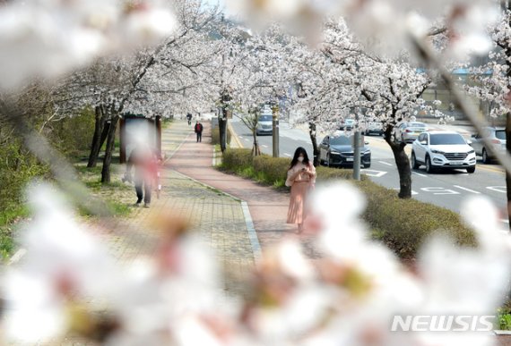 완연한 봄 날씨를 보인 1일 전북 전주시 조경단로 일원에서 시민들이 만개한 벚꽃을 구경하며 산책을 즐기고 있다. /사진=뉴시스