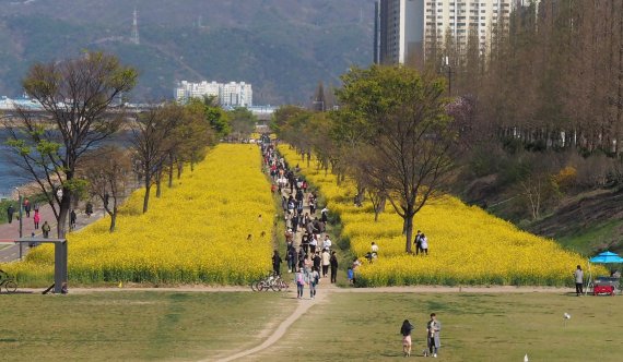 살아 남은 울산 태화강 유채꽃... 상춘객 북적