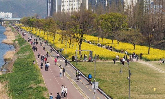 한식이자 식목일인 5일 울산 태화강 둔치에 유채꽃이 만발한 가운데 코로나19에 지친 울산시민들이 강변으로 나와 야외활동을 즐기고 있다.