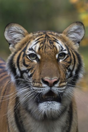 This undated photo provided by the Wildlife Conservation Society shows Nadia, a Malayan tiger at the Bronx Zoo in New York. Nadia has tested positive for the new coronavirus, in what is believed to be the first known infection in an animal in the U.S. or a tiger anywhere, federal officials and the z