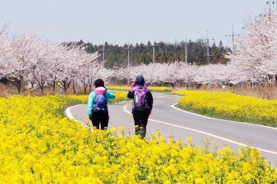 서귀포시 표선면 녹산로. /사진=제주관광공사