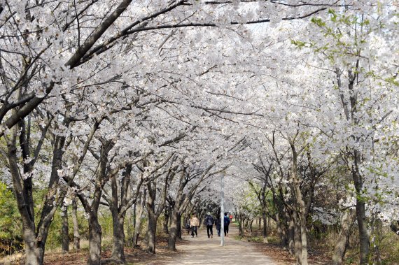 오는 8∼19일 폐쇄되는 인천 중구 영종국제도시 유수지공원(세계평화의 숲) 일원의 벚꽃길.